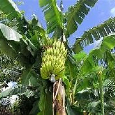 Pesticide chlordcone : un nouveau portail d’information et de prvention